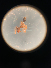 Pheidole megacephala
