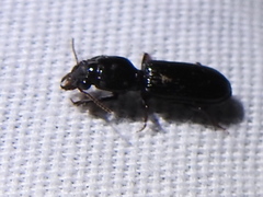 Clivina