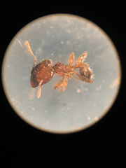 Pheidole megacephala