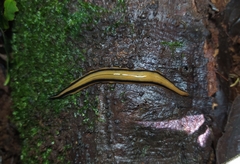 Pseudogeoplana