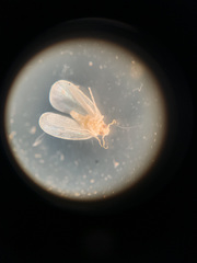 Aleurodicus dispersus