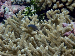 Pycnochromis vanderbilti