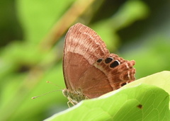 Abisara echerius