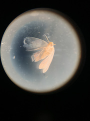 Aleurodicus dispersus