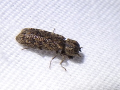 Lichenophanes bicornis