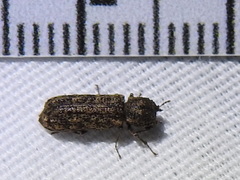 Lichenophanes bicornis