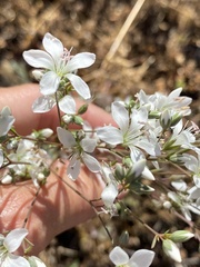 Hesperolinon congestum