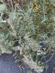 Eriogonum arborescens