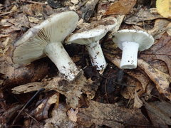 Russula dissimulans