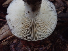 Russula dissimulans
