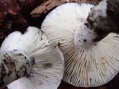 Russula dissimulans