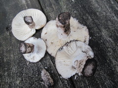 Russula dissimulans