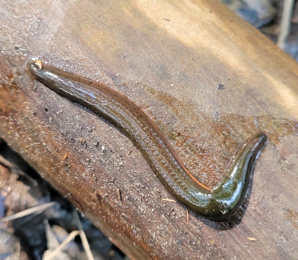 North American Medicinal Leech from Hilliard, FL 32046, USA on May 15 ...