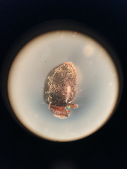 Rhyzobius lophanthae