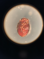 Rhyzobius lophanthae