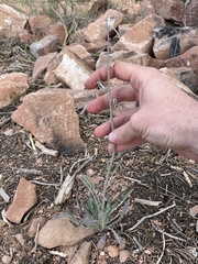 Caulanthus crassicaulis