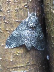 Dolbina tancrei