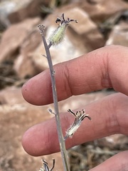 Caulanthus crassicaulis