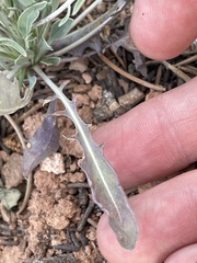 Caulanthus crassicaulis