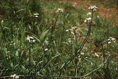 Rorippa dictyosperma