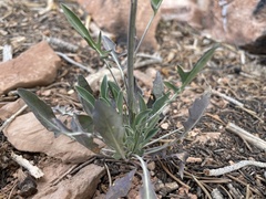 Caulanthus crassicaulis