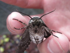 Dolbina tancrei