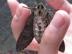 Dolbina tancrei
