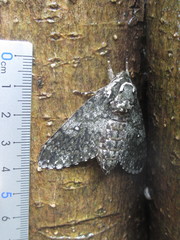 Dolbina tancrei