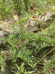 Tephrosia virginiana
