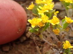 Eriophyllum multicaule