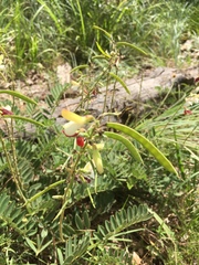 Tephrosia virginiana