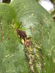 Pleurothallis fossulata, photograph (c) Diego F. Cisneros-Heredia, some rights reserved (CC BY-SA)