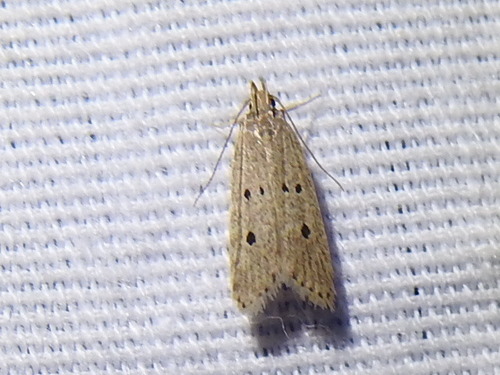Helcystogramma melanocarpa photo 4