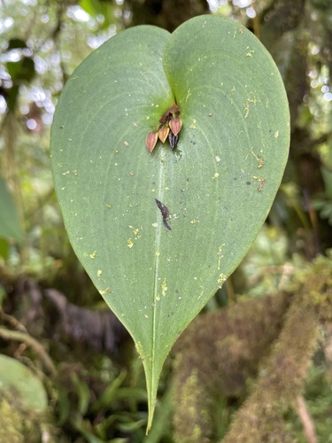 Pleurothallis fossulata, photograph 4