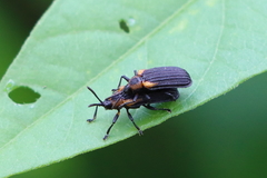 Odontota scapularis