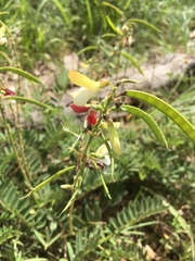 Tephrosia virginiana