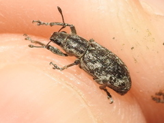 Tanymecus confusus