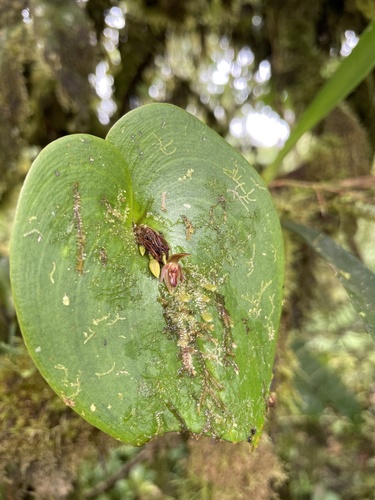 Pleurothallis fossulata, photograph 5