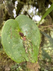Pleurothallis fossulata, photograph (c) Diego F. Cisneros-Heredia, some rights reserved (CC BY-SA)