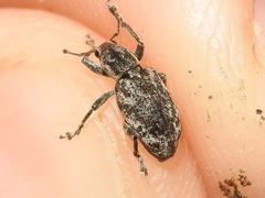 Tanymecus confusus