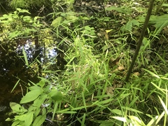 Dichanthelium dichotomum