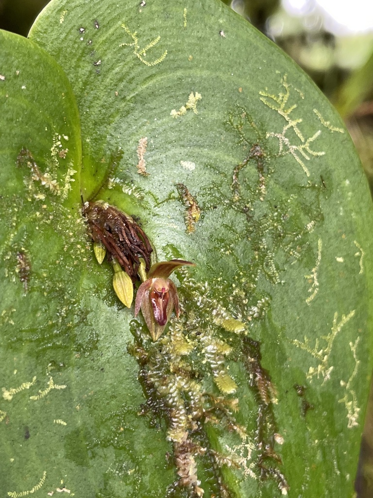 Pleurothallis fossulata
