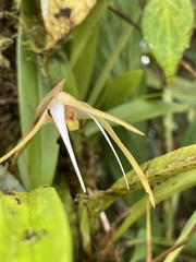 Maxillaria bradei, photograph (c) Diego F. Cisneros-Heredia, some rights reserved (CC BY-SA)