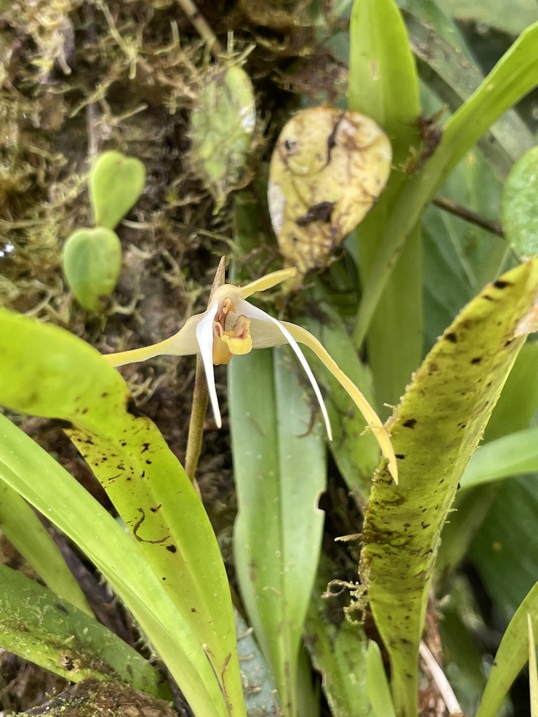 Maxillaria bradei