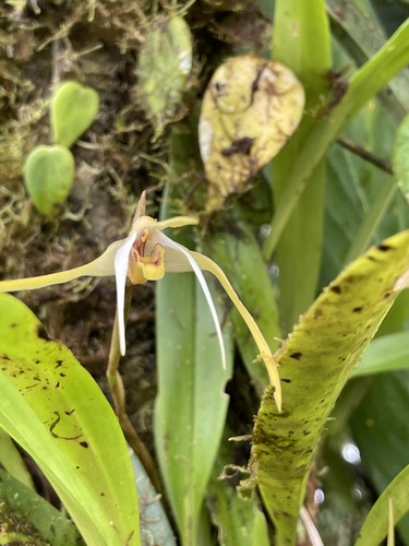 Maxillaria bradei, photograph 2