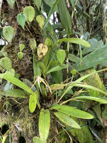 Maxillaria bradei, photograph 3