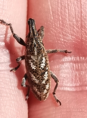 Cyphocleonus testatus