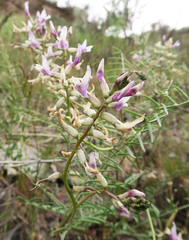 Astragalus eremiticus