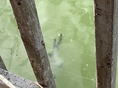 Myriophyllum aquaticum