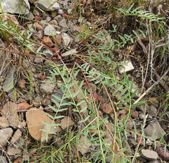 Astragalus eremiticus